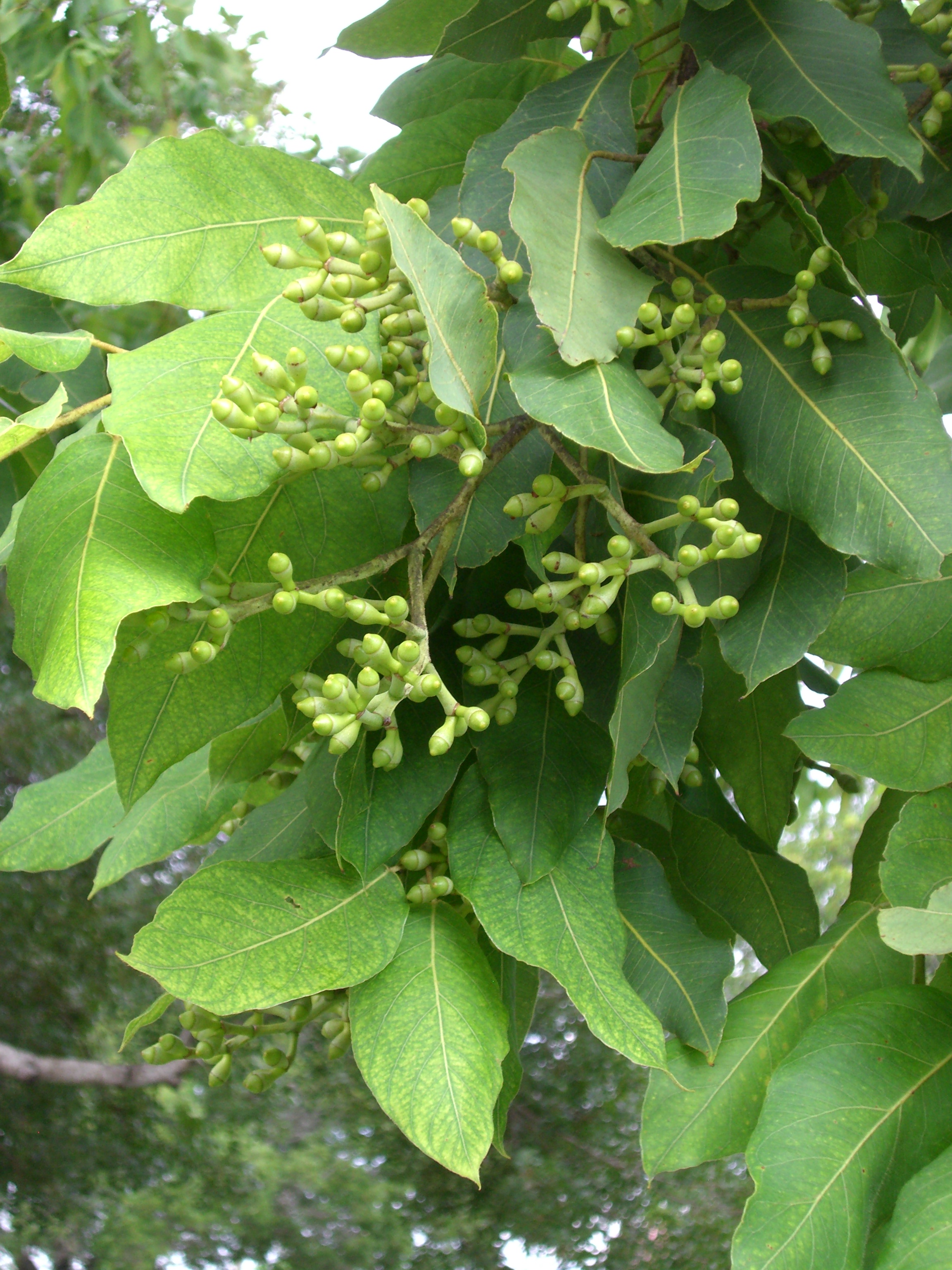 Corymbia torelliana